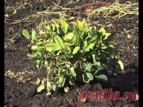 Орехи | Записи в рубрике Орехи | Дневник Living_Garden