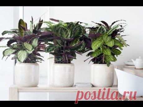 Что такое ДЕКОРАТИВНО-ЛИСТВЕННЫЕ растения и за что они ценятся в комнатном цветоводстве