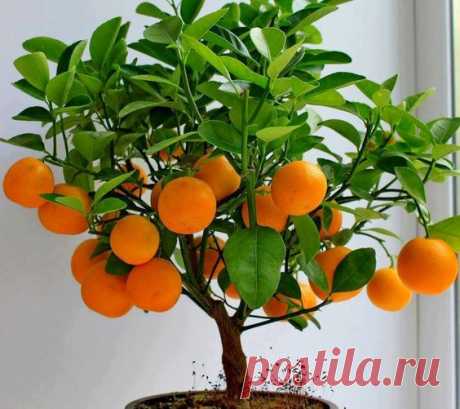 Orange Bonsai Tree... Just Look at This!!! Mini Trunk- Big  Fruits- Incredible Fragance &amp; Color...   |  Pinterest • Всемирный каталог идей