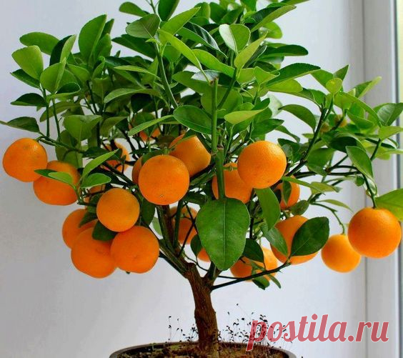 Orange Bonsai Tree... Just Look at This!!! Mini Trunk- Big  Fruits- Incredible Fragance & Color...   |  Pinterest • Всемирный каталог идей