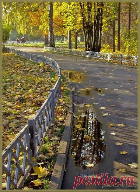 ЗОЛОТАЯ ОСЕНЬ. | Фотографии Olga Ott | 7497 фото