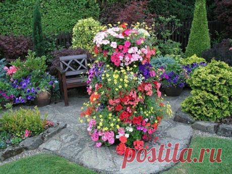 КАК РАЗВОДИТЬ ПЕТУНИИ