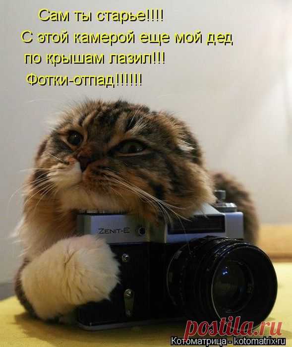 Родительское собрание (котоматрица) | Обхохочешься