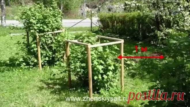 Почему у черной смородины желтеют листья?