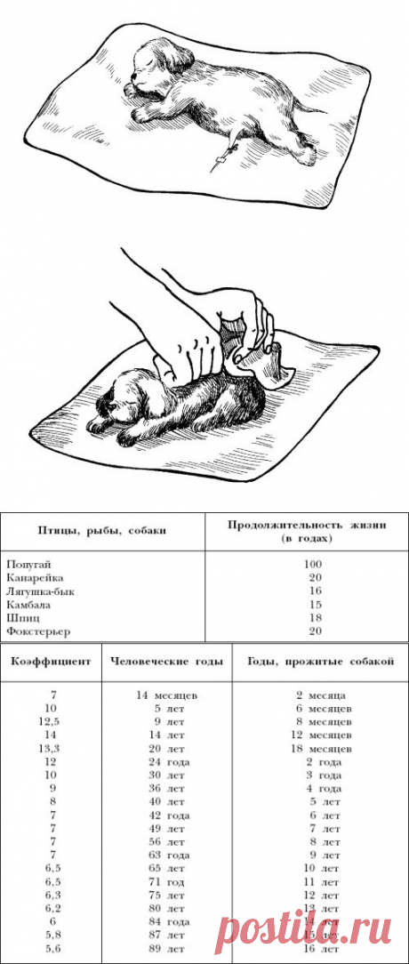 Куропаткина Марина Владимировна. Всё о собаках - Американский кокер-спаниель (стр. 5) - ModernLib.Ru