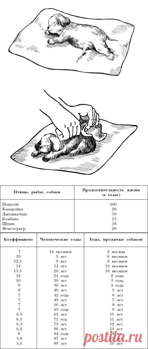 Куропаткина Марина Владимировна. Всё о собаках - Американский кокер-спаниель (стр. 5) - ModernLib.Ru