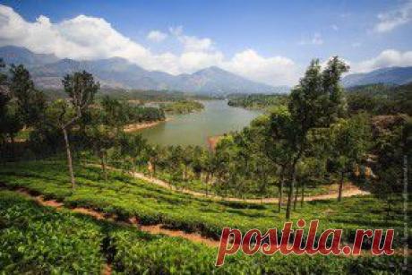 Индийские заметки: Чайные плантации Муннара