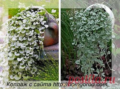 Дихондра серебристый водопад