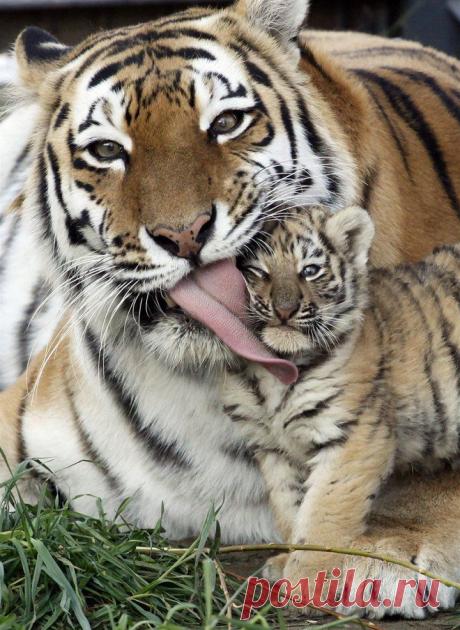 25 милых фотографий животных-родителей | Мир женщины