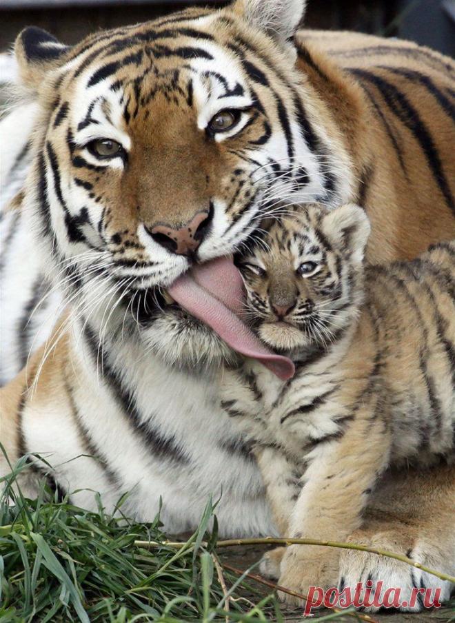 25 милых фотографий животных-родителей | Мир женщины