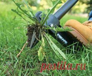 Эффективная борьба с сорняками | Дача - впрок