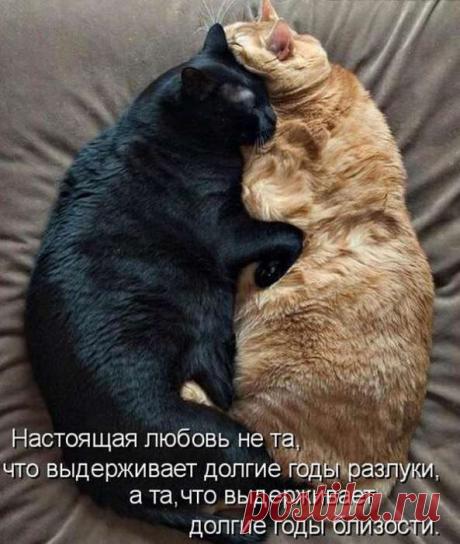 Выпуск №4259 - выпуск анекдотов сайта вокруг смеха
