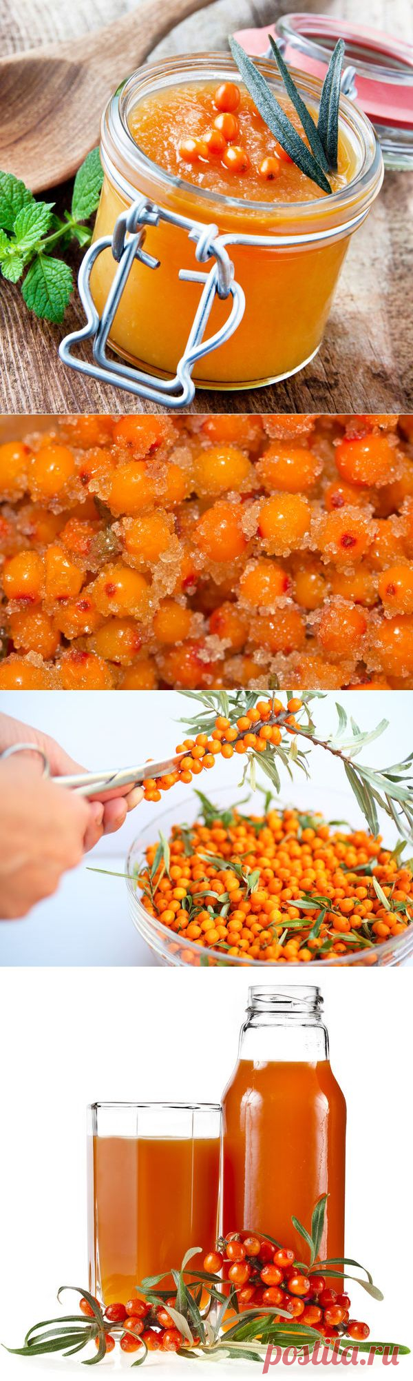 Облепиха: полезные и вкусные рецепты заготовок облепихи на зиму
