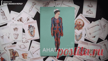 Как устроен человек? Анатомический атлас с клапанами и секретами