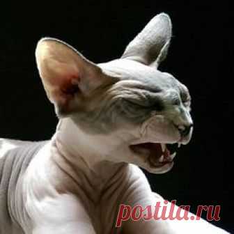 Sphynx Kitty