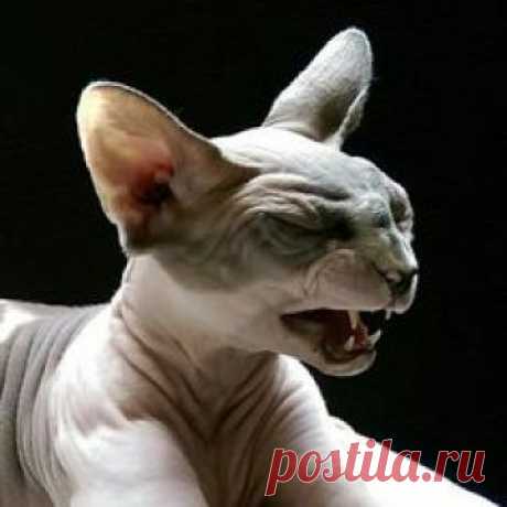 Sphynx Kitty