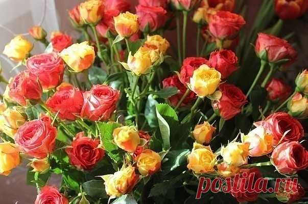 3 oснoвныx этапа по уходу за pозами лeтом | Журнал 