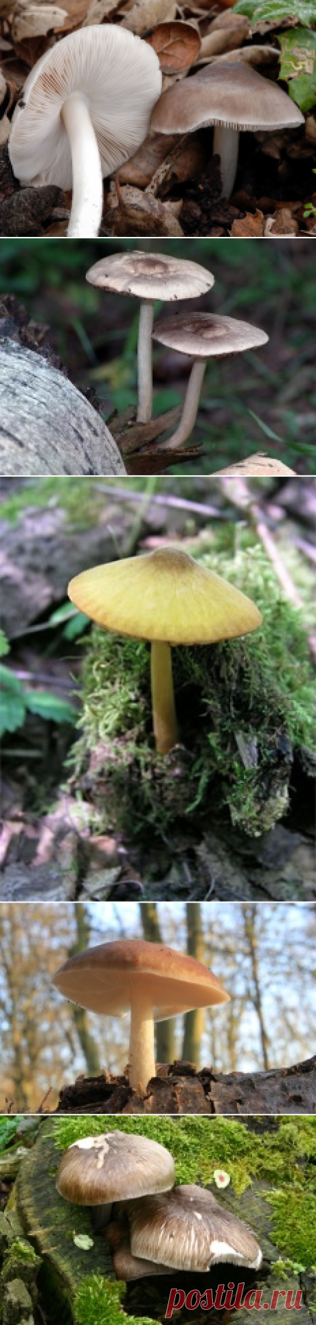 Плютей олений (Pluteus cervinus) | Энциклопедия грибов