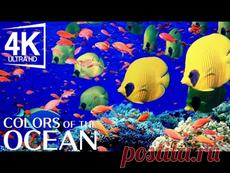 Аквариум 4K Видео (Ultra HD) 🐠amazing Beautiful Coral Resef Fish - Расслабляющая медитация сна #1