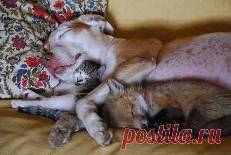 вот у кого надо учиться!!!!
ШКОЛА ДОБРЫХ СОВЕТОВ