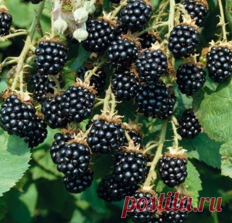 Одноклассники