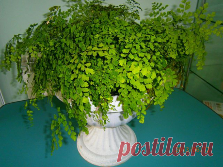 МИР КОМНАТНЫХ РАСТЕНИЙ
Людмила Чабань ( Мельник )