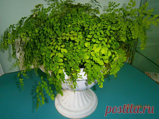 МИР КОМНАТНЫХ РАСТЕНИЙ
Людмила Чабань ( Мельник )