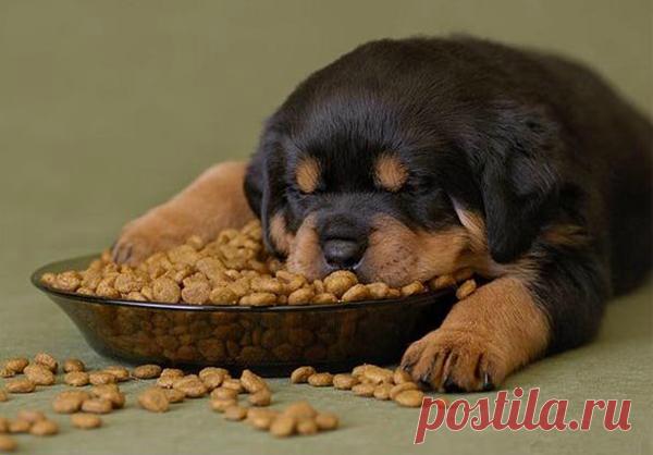 Сколько сухого корма нужно собаке в день, суточная дозировка и правила кормления