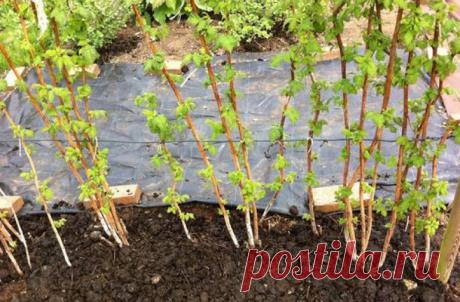 Уход за малиной и смородиной: 7 распространенных ошибок, ведущих к неурожаям