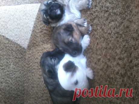 наши щеночки