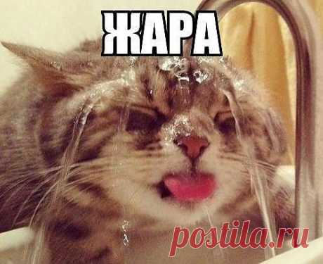 Жара