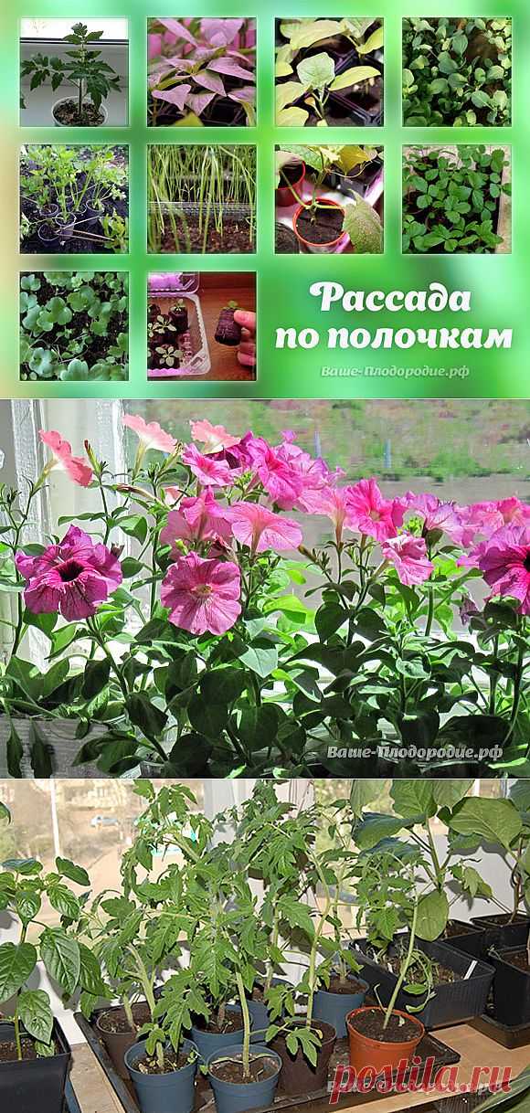 Выращивание рассады — Ваше Плодородие