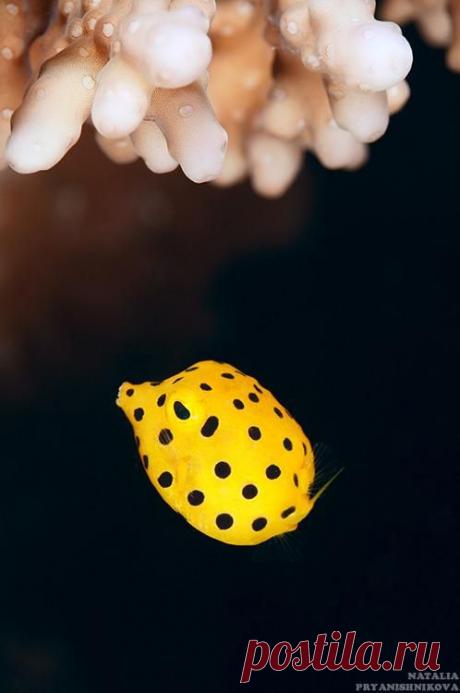 красные волны