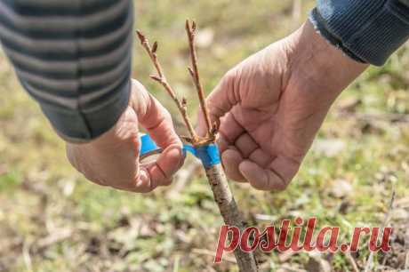 Что садоводу нужно знать о прививке / прививка / 7dach.ru