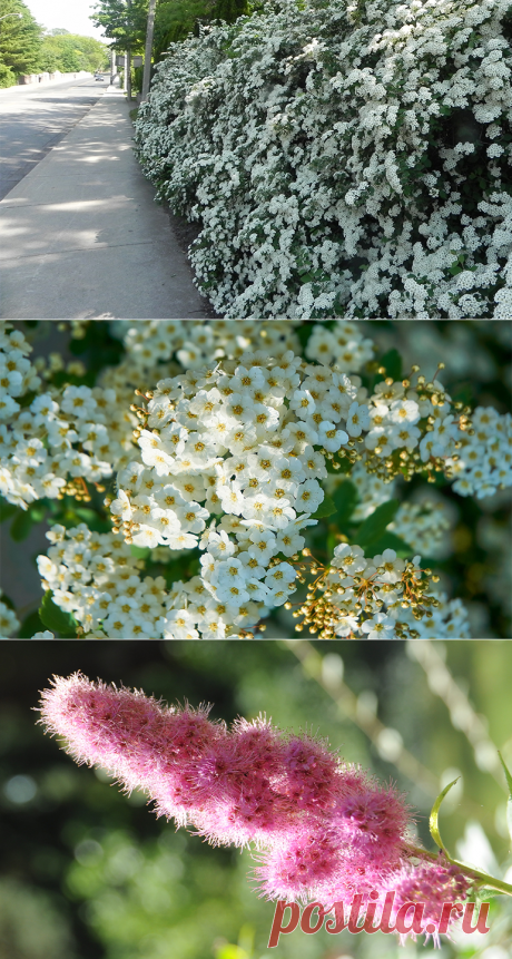 Живая изгородь из спиреи украсит и спрячет сад от лишних взглядов