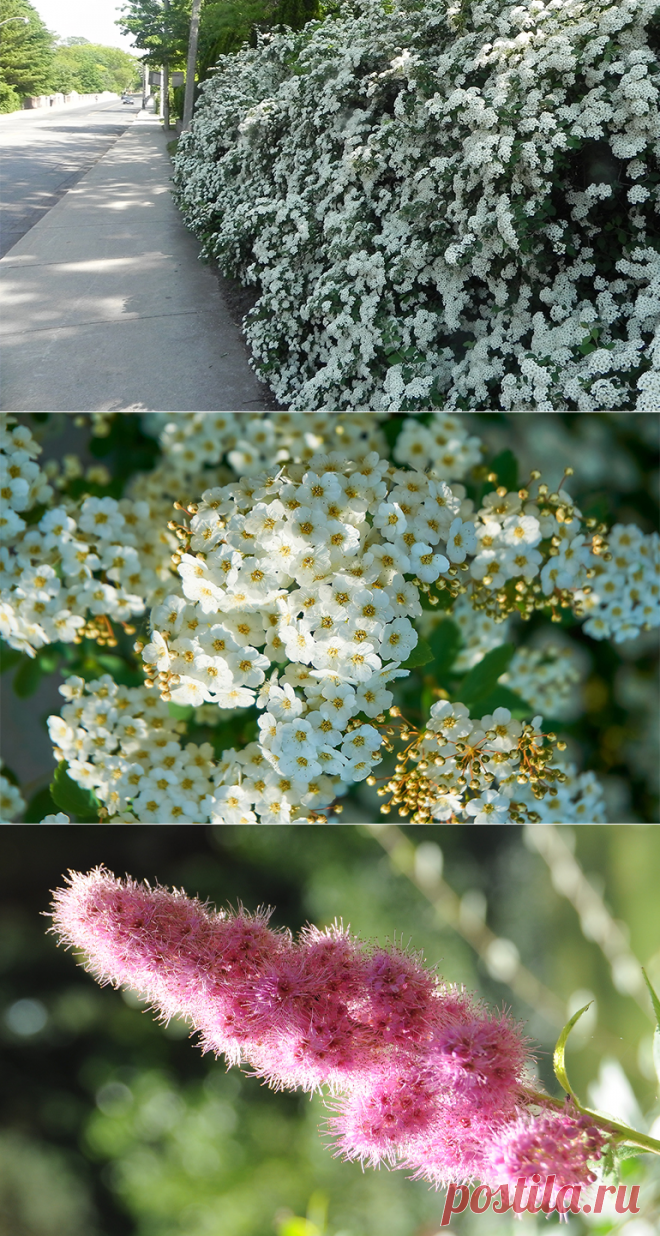 Живая изгородь из спиреи украсит и спрячет сад от лишних взглядов