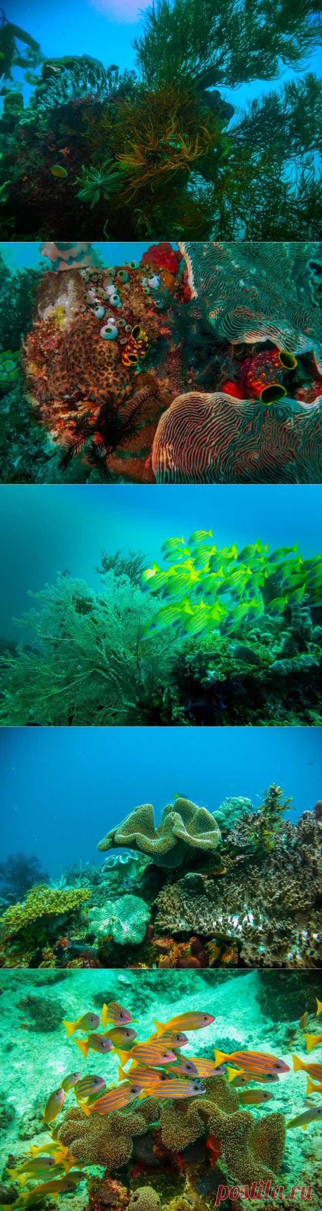 Подводный мир Raja Ampat...