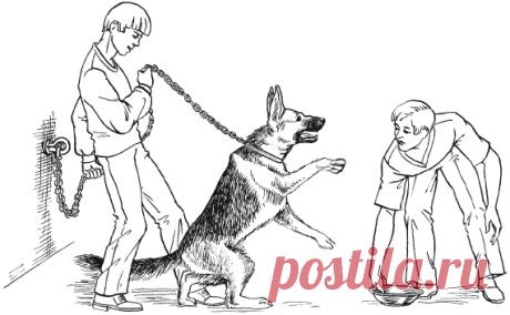 Коррекция нежелательного агрессивного поведения / Перевоспитание собак