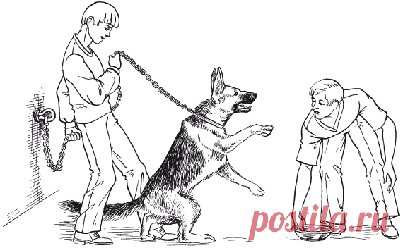 Коррекция нежелательного агрессивного поведения / Перевоспитание собак