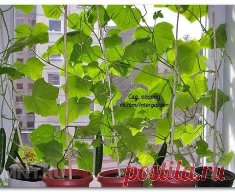 Как вырастить огурцы на балконе