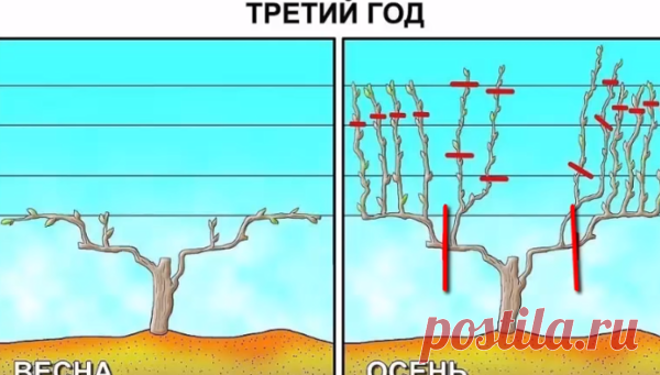 Обрезка винограда осенью. И пара приемов для повышения плодоношения | Любимая Дача | Яндекс Дзен