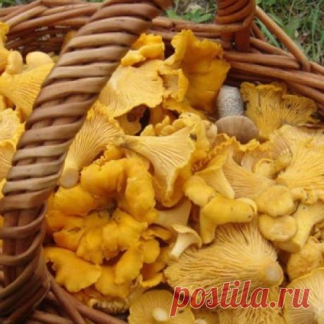 Польза лисичек. Рецепты с лисичками