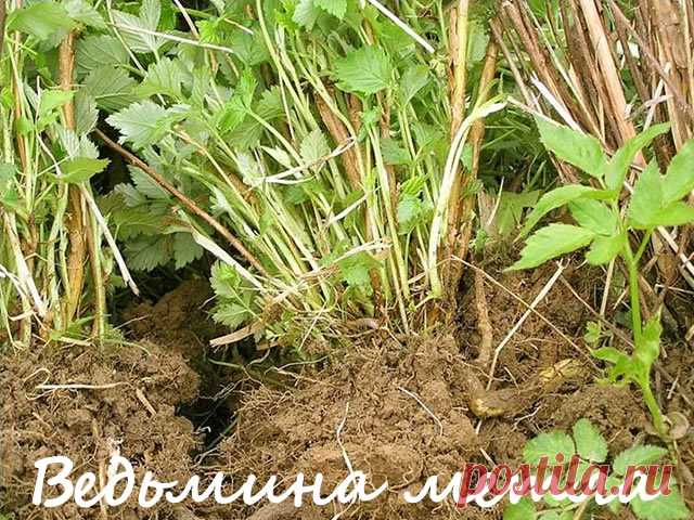 Ведьмина метла (израстание) малины: выявление, профилактика, лечение