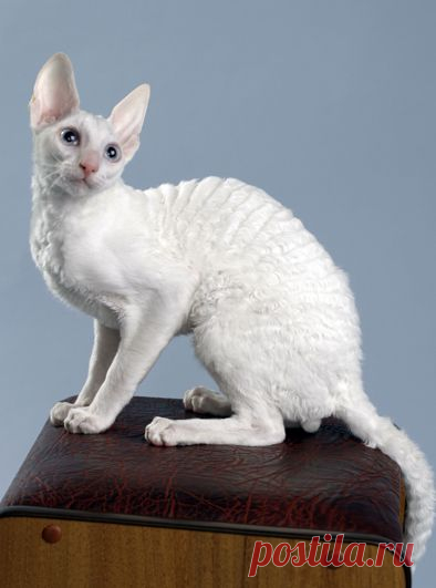 Рексовые кошки: корниш эльфы