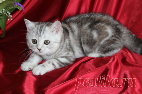 Шотландская чистокровная кошка 3 мес.