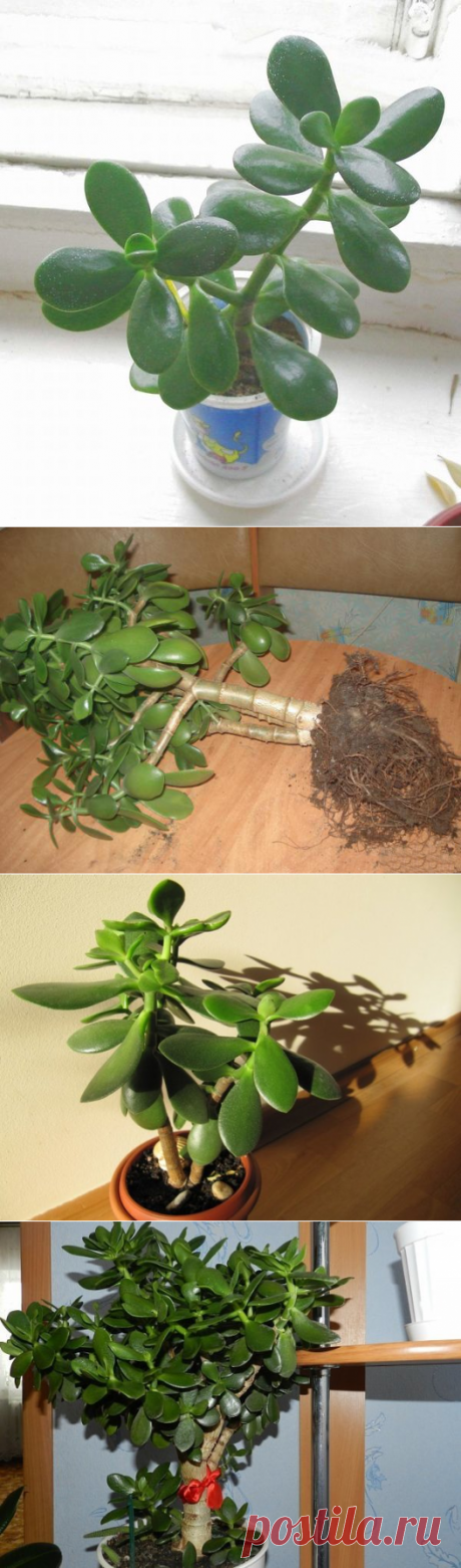 Чего боится денежное дерево, или как сохранить толстянку здоровой | Все о цветоводстве | Яндекс Дзен