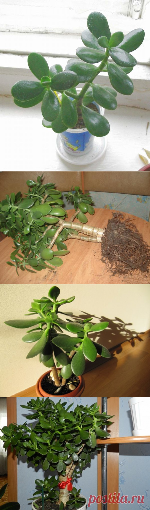 Чего боится денежное дерево, или как сохранить толстянку здоровой | Все о цветоводстве | Яндекс Дзен