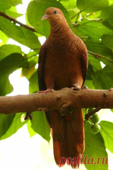 Сем. Голубиные (Columbidae)
Румяный кукушковый голубь (Macropygia emiliana)