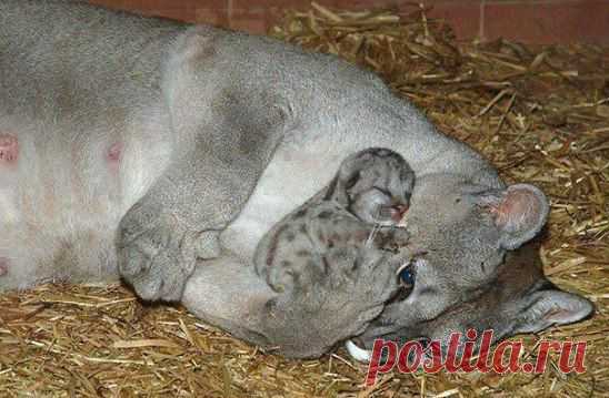 Маленькая пума.