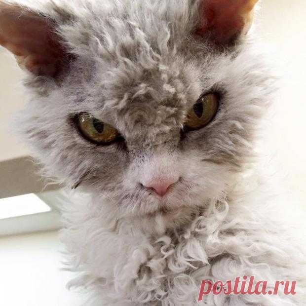 Хмурый кот – в душе добряк: как смотрящий в упор питомец покорил своего хозяина